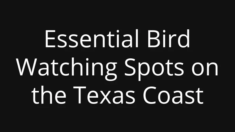 essential-bird-watching-spots-on-the-texas-coast