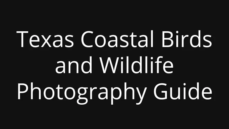 Texas Coastal Birds And Wildlife Photography Guide